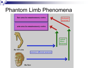 Phantom Limb Phenomena
