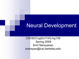 Neural Development CS182/CogSci110/Ling109 Spring 2008 Srini Narayanan