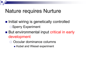 Nature requires Nurture Initial wiring is genetically controlled But environmental input