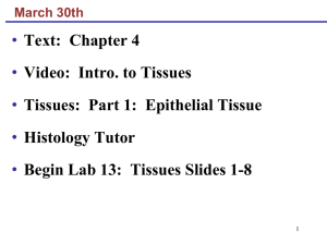 3.30 Tissues Part I (Epithelial Tissue)