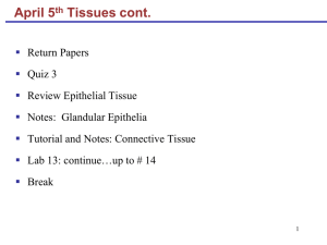 4.5 Tissues Part II (Epithelial-Glandular)