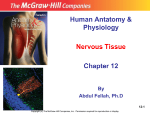 Nervous Tissues (12)