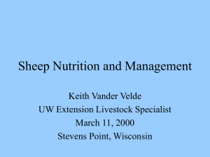 Sheep Nutrition and Management (15 slides, 37 KB .ppt)
