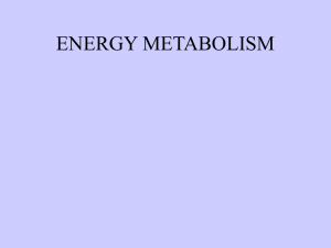 Energy Metabolism Lecture