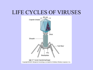 Viruses IV