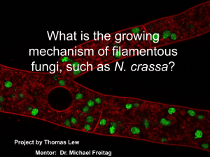 What is the growing mechanism of filamentous N. crassa Project by Thomas Lew