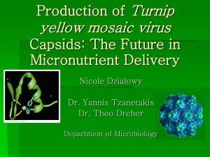 Turnip yellow mosaic virus Production of Capsids: The Future in