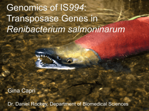 994 Transposase Genes in Renibacterium salmoninarum Gina Capri