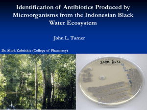Identification of  Antibiotics Produced by Microorganisms from the Indonesian Black