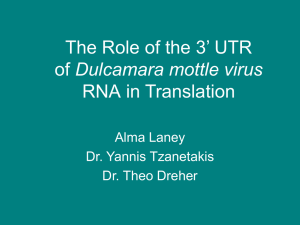 The Role of the 3’ UTR Dulcamara mottle virus RNA in Translation
