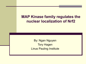 MAP Kinase family regulates the nuclear localization of Nrf2 By: Ngan Nguyen
