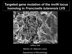 Targeted gene mutation of the mviN locus Francisella tularensis Jeffrey Hall