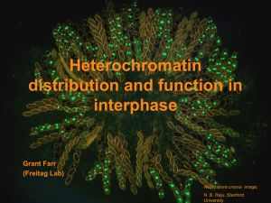 Heterochromatin distribution and function in interphase Grant Farr