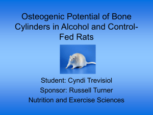 Osteogenic Potential of Bone Cylinders in Alcohol and Control- Fed Rats