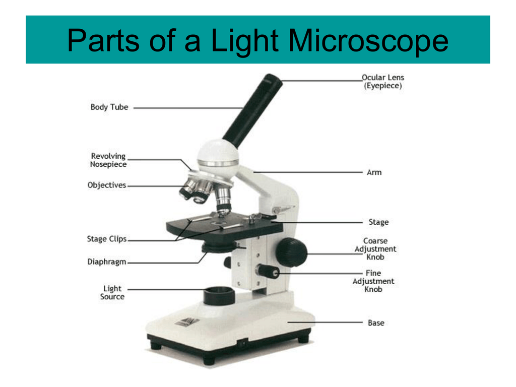 Parts Of A Light Microscope Labeled