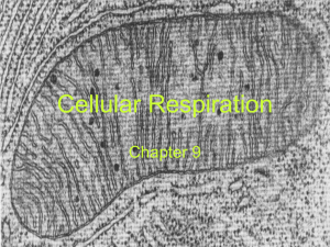Cellular Respiration ppt