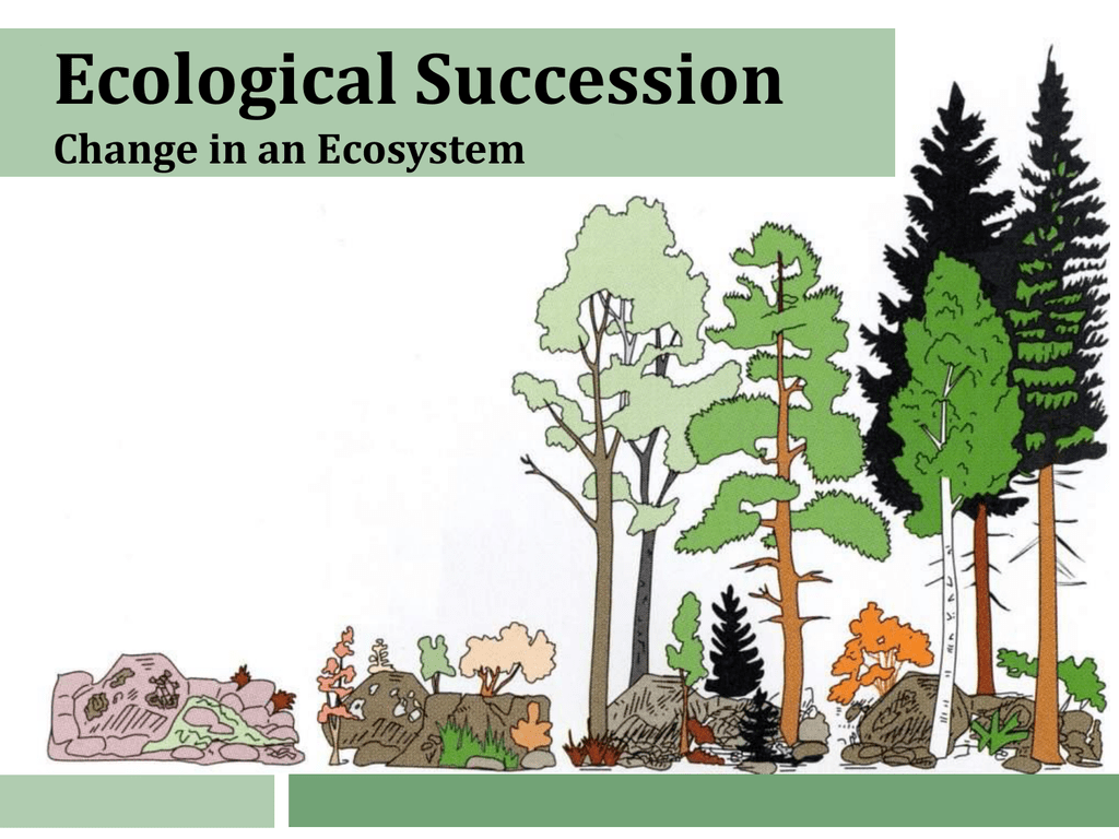 case study of ecological succession