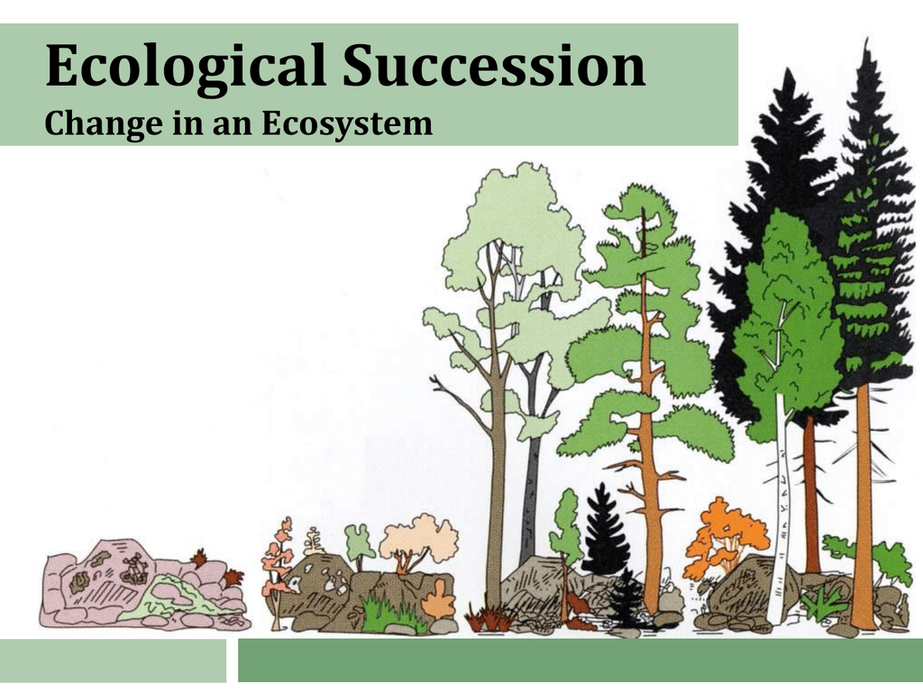 Ecological Succession