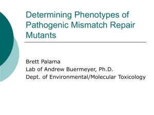 Determining Phenotypes of Pathogenic Mismatch Repair Mutants Brett Palama