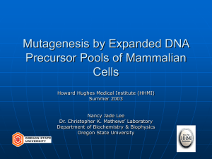 Mutagenesis by Expanded DNA Precursor Pools of Mammalian Cells