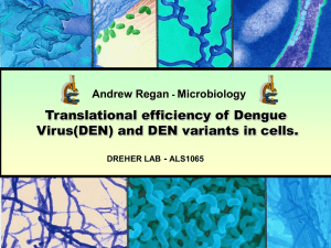 Translational efficiency of Dengue Virus(DEN) and DEN variants in cells. Andrew Regan Microbiology
