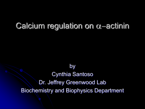 a Calcium regulation on actinin -