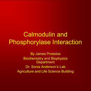 Calmodulin and Phosphorylase Interaction