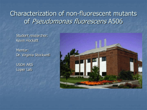 Pseudomonas fluorescens Characterization of non-fluorescent mutants of A506