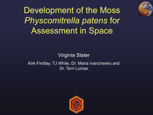 Development of the Moss Assessment in Space Physcomitrella patens Virginia Slater