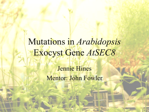 Arabidopsis AtSEC8 Jennie Hines Mentor: John Fowler