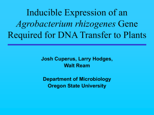 Inducible Expression of an Required for DNA Transfer to Plants Agrobacterium rhizogenes