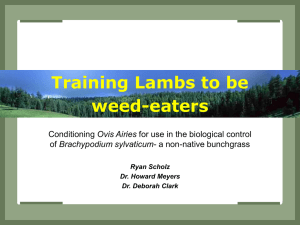 Training Lambs to be weed-eaters Ovis Airies Brachypodium sylvaticum