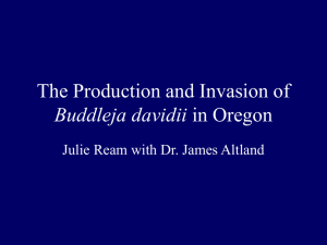 The Production and Invasion of Buddleja davidii