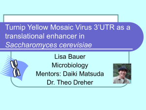 Turnip Yellow Mosaic Virus 3’UTR as a translational enhancer in Saccharomyces cerevisiae
