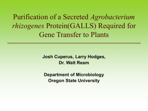 Agrobacterium Gene Transfer to Plants rhizogenes Josh Cuperus, Larry Hodges,