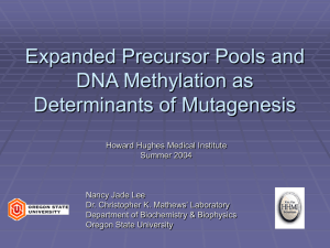Expanded Precursor Pools and DNA Methylation as Determinants of Mutagenesis