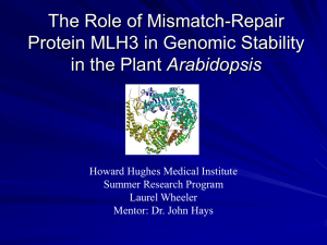 The Role of Mismatch-Repair Protein MLH3 in Genomic Stability Arabidopsis