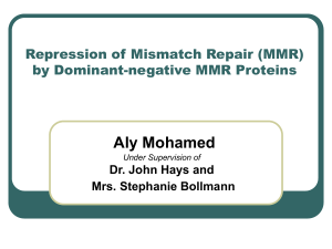 Aly Mohamed Repression of Mismatch Repair (MMR) by Dominant-negative MMR Proteins
