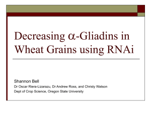 a Decreasing -Gliadins in Wheat Grains using RNAi
