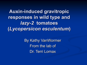 Auxin-induced gravitropic responses in wild type and Lycopersicon esculentum lazy-2
