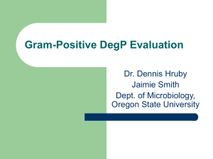 Gram-Positive DegP Evaluation Dr. Dennis Hruby Jaimie Smith Dept. of Microbiology,