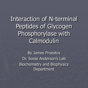 Interaction of N-terminal Peptides of Glycogen Phosphorylase with Calmodulin