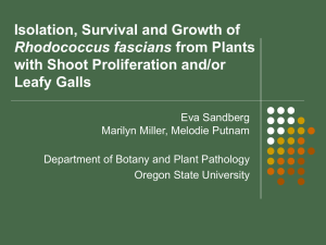 Isolation, Survival and Growth of with Shoot Proliferation and/or Leafy Galls Rhodococcus fascians