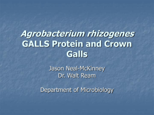 Agrobacterium rhizogenes GALLS Protein and Crown Galls Jason Neal-McKinney