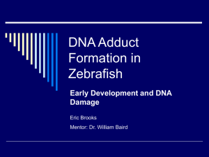 DNA Adduct Formation in Zebrafish Early Development and DNA