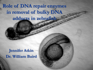 Role of  DNA repair enzymes adducts in zebrafish Jennifer Atkin