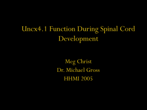 Uncx4.1 Function During Spinal Cord Development Meg Christ Dr. Michael Gross
