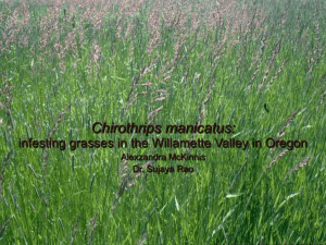 A New Thrips Pest Chirothrips manicatus: Alexzandra McKinnis