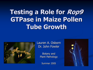 Rop9 Testing a Role for GTPase in Maize Pollen Tube Growth