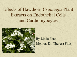 Crataegus Extracts on Endothelial Cells and Cardiomyocytes By Linda Phan